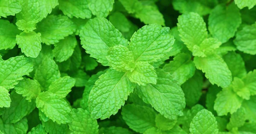  7 Ways Get rid of skin problems using mint leaves